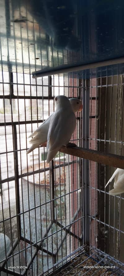 Albino Bueaty
