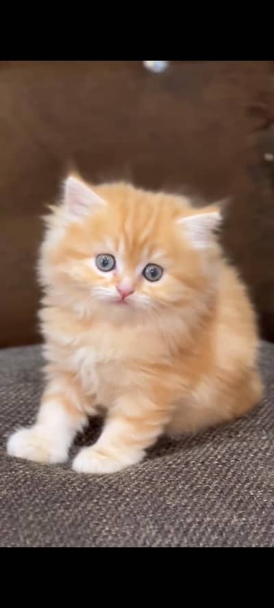 Persian kittens | triple coat | fluffy | 0327//64100//26
