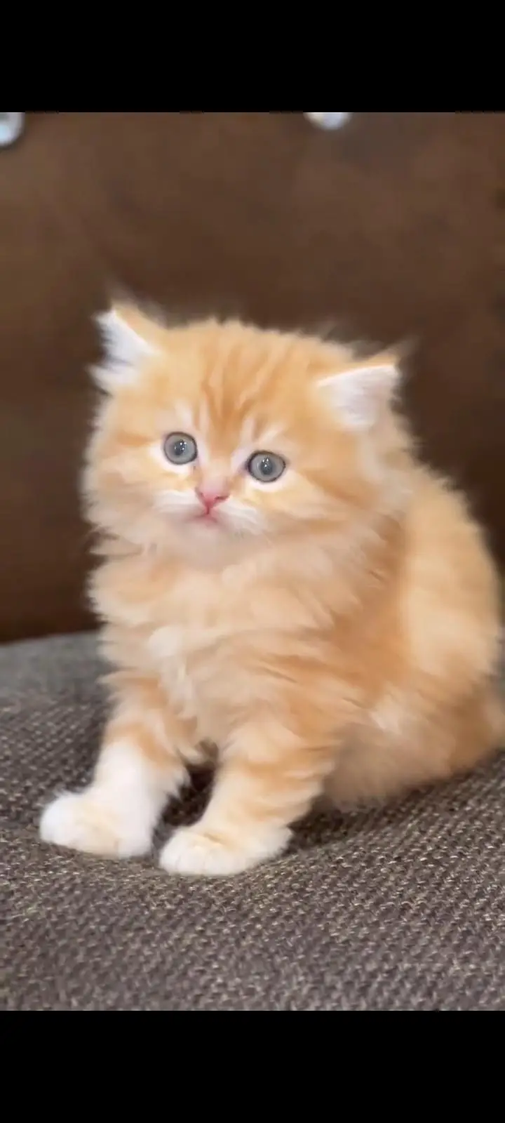 Persian kittens | triple coat | fluffy | 0327//64100//26 — photo 2