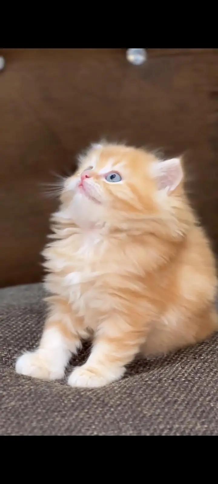 Persian kittens | triple coat | fluffy | 0327//64100//26 — photo 3