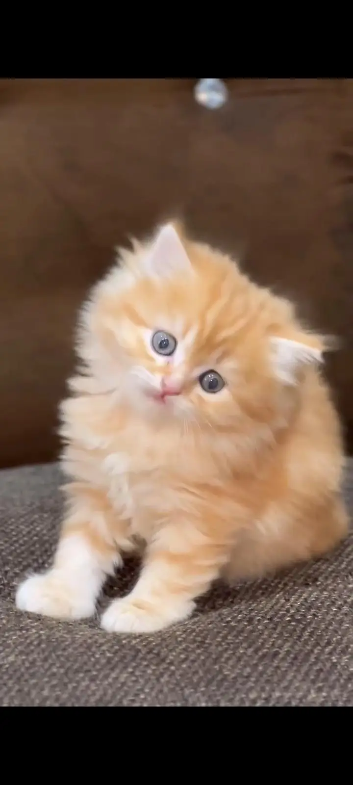 Persian kittens | triple coat | fluffy | 0327//64100//26 — photo 4