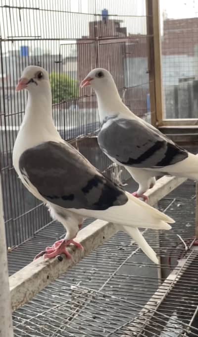 pigeon pair