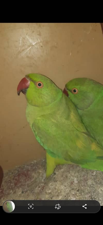 Green ringneck