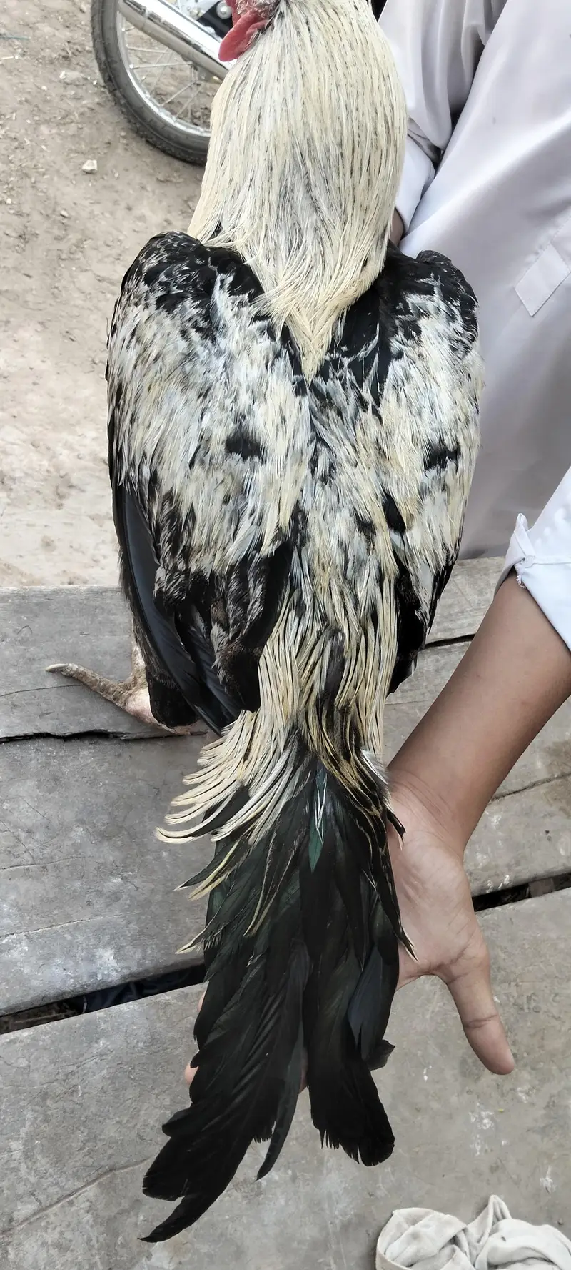aseel murga — photo 2