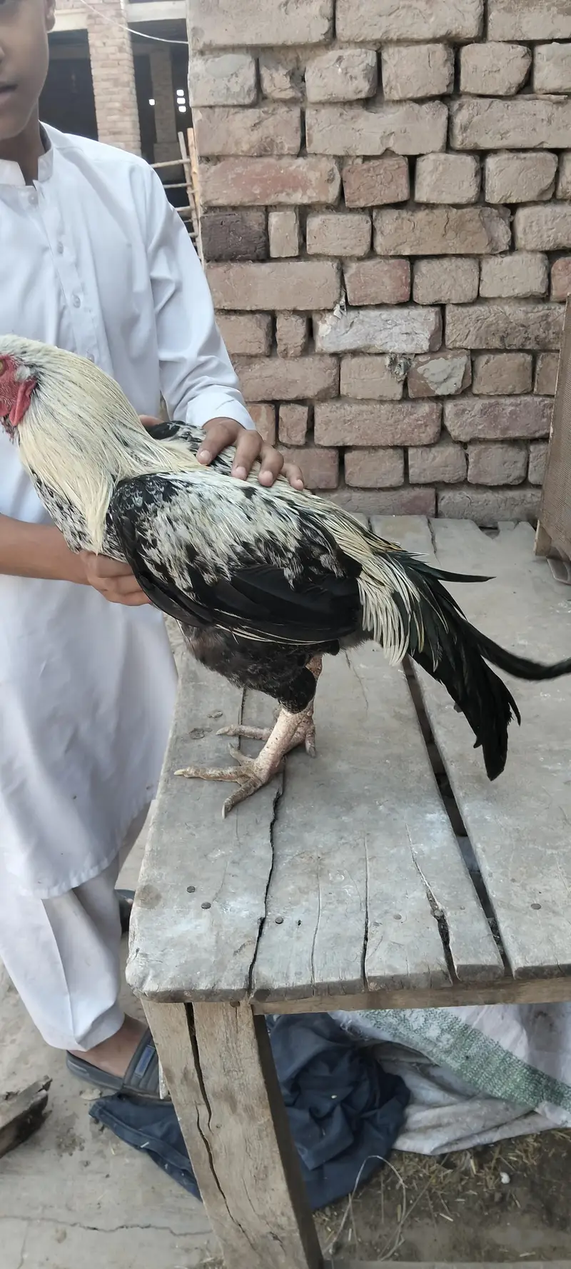 aseel murga — photo 3