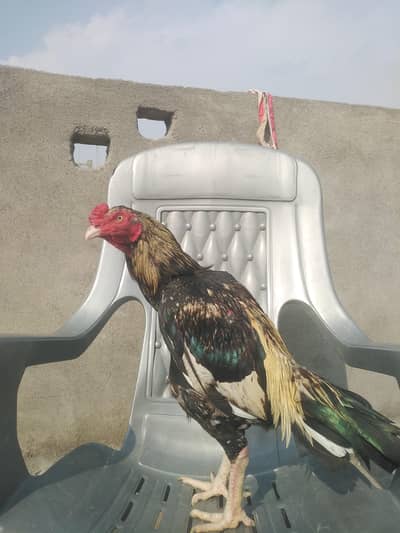 quality birds sawa