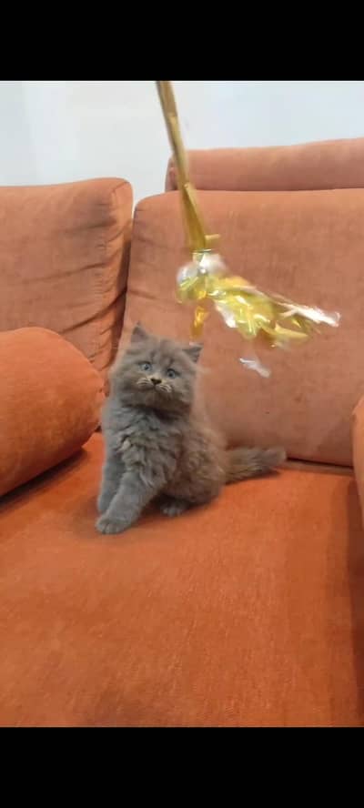 Persian kittens | triple coat | fluffy | 0327//64100//26