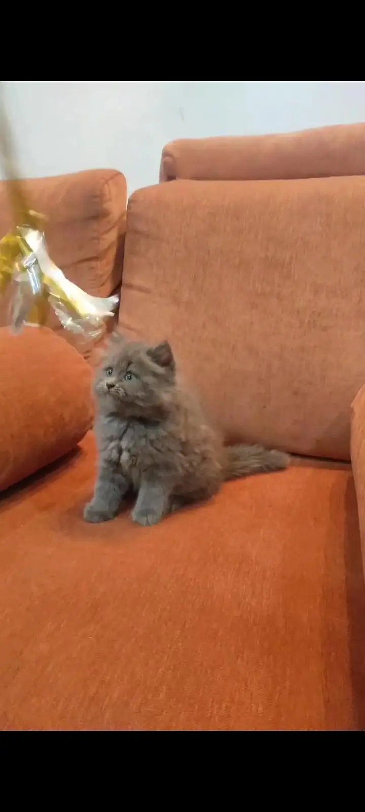 Persian kittens | triple coat | fluffy | 0327//64100//26 — photo 2