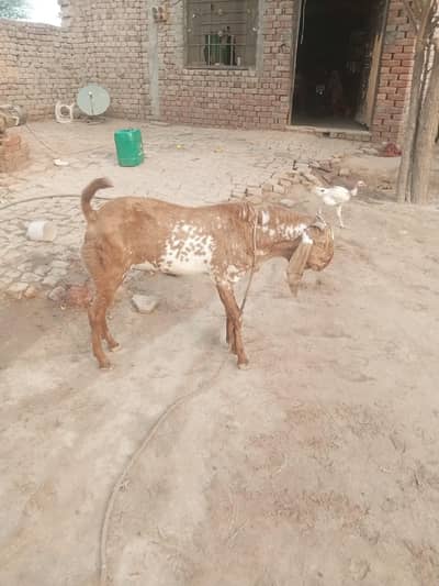 2 Dant Ka Khubsurat Brown White Spotted Bakra – For Sale