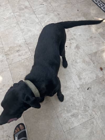Labrador female for sale