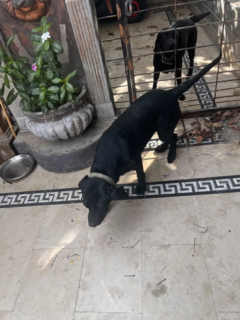 Labrador female for sale — photo 3
