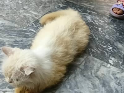 Persian Cat one eye blue and one green