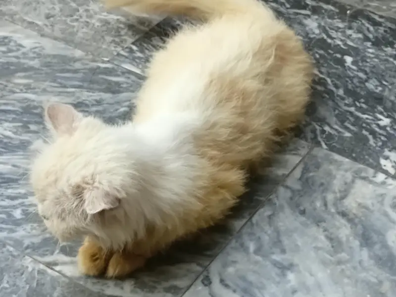 Persian Cat one eye blue and one green — photo 2