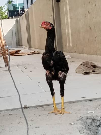 Thai cross female Pakistani male pair