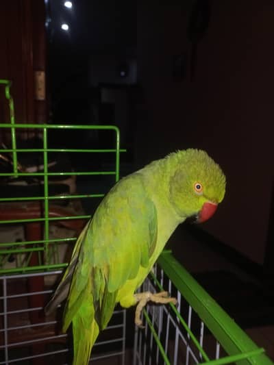 beautiful green parrot