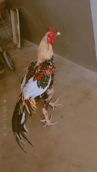 tayar murga ha aseel