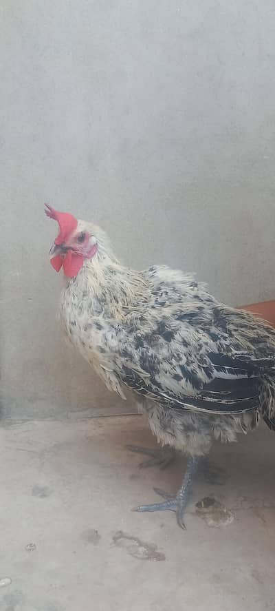 misri male rooster