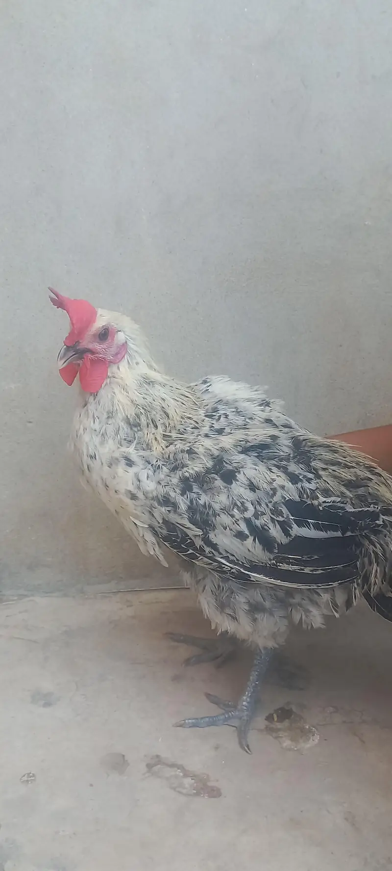 misri male rooster — photo 2