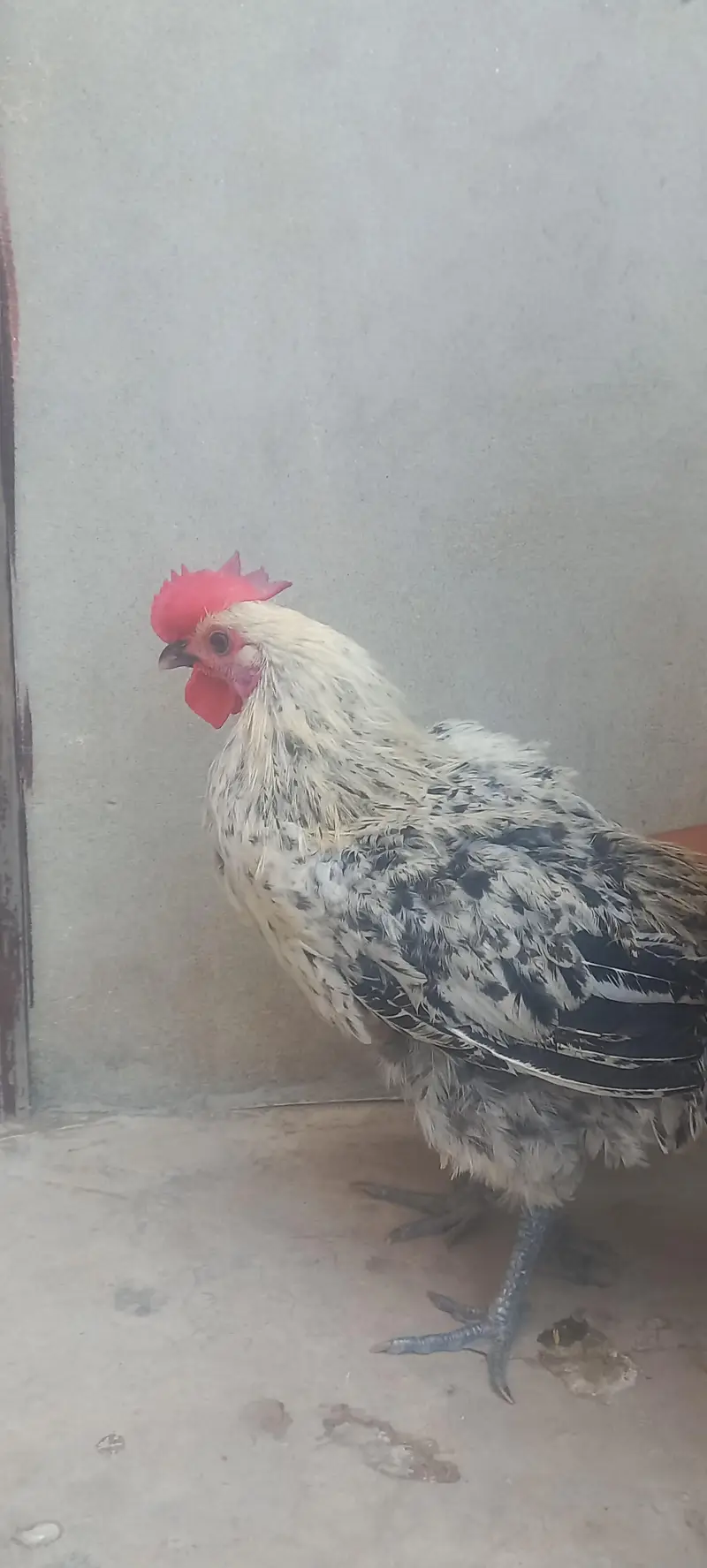 misri male rooster — photo 3