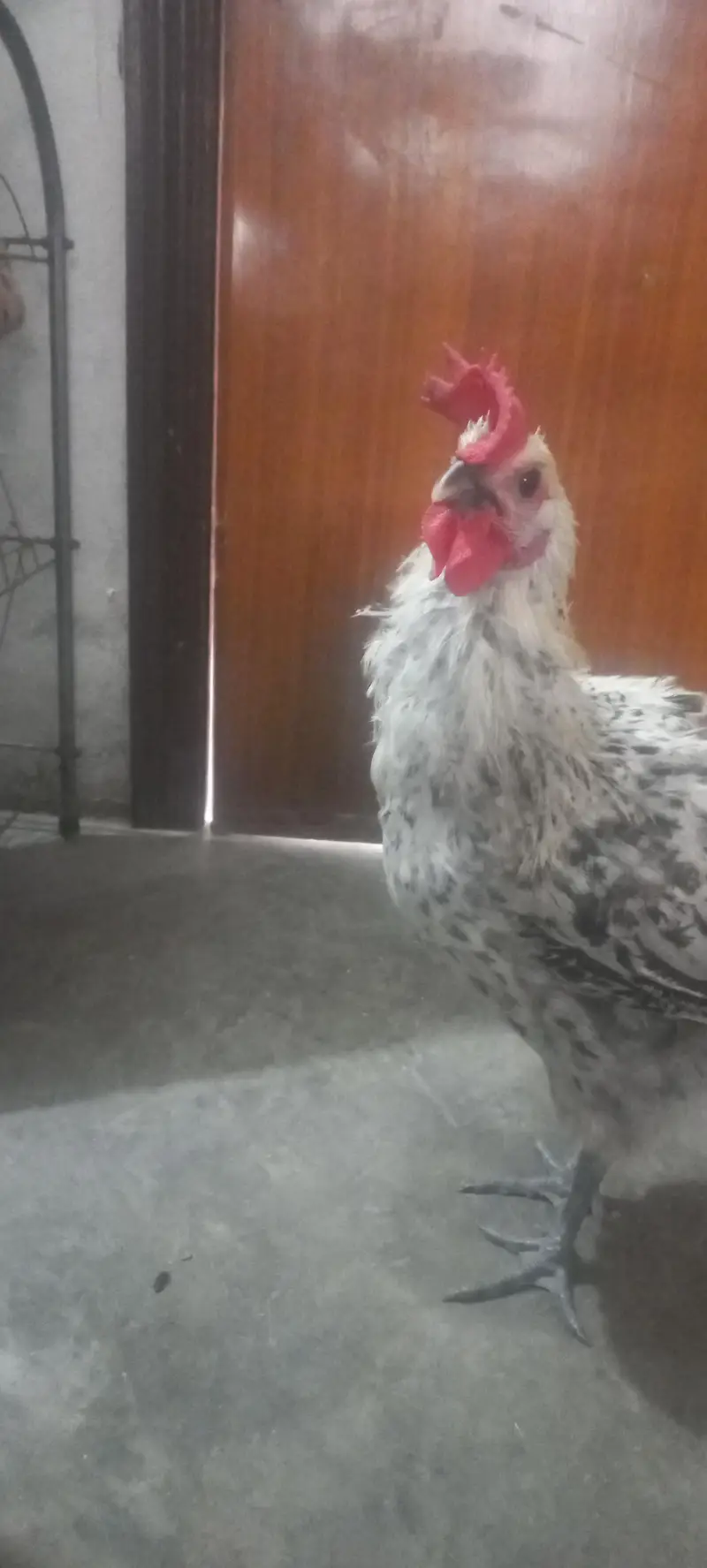 misri male rooster — photo 4