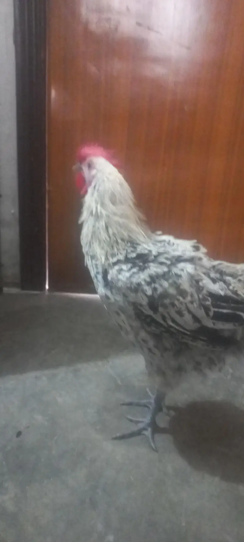 misri male rooster — photo 5