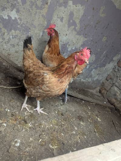 Desi Hen's for sale Eggs laying healthy and active