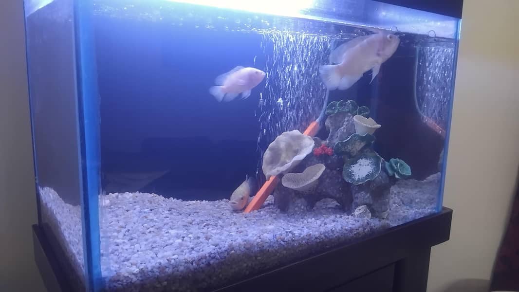 Aquarium complete setup 1