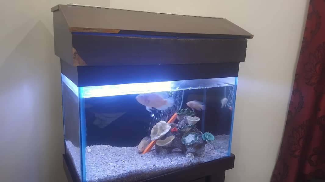 Aquarium complete setup 2