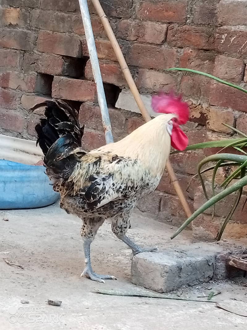 Mishri murga 5