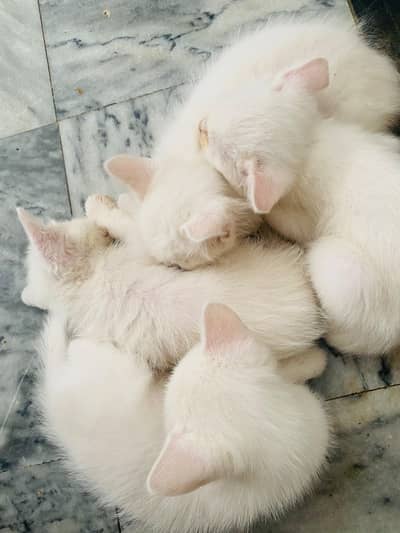 4 white kittens for sale