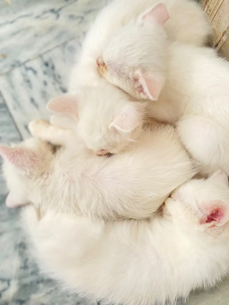 4 white kittens for sale — photo 2