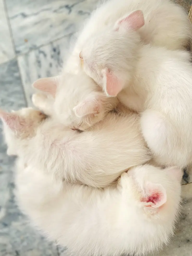 4 white kittens for sale — photo 3