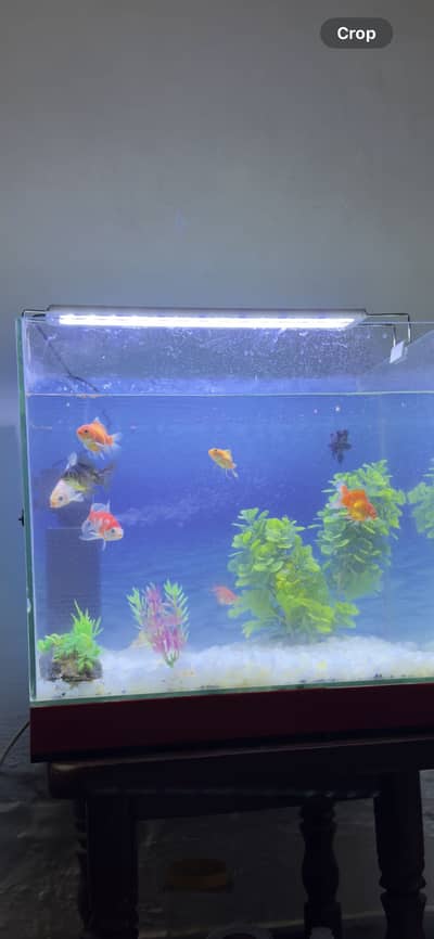 fish aquriam with filter air pump and uv light