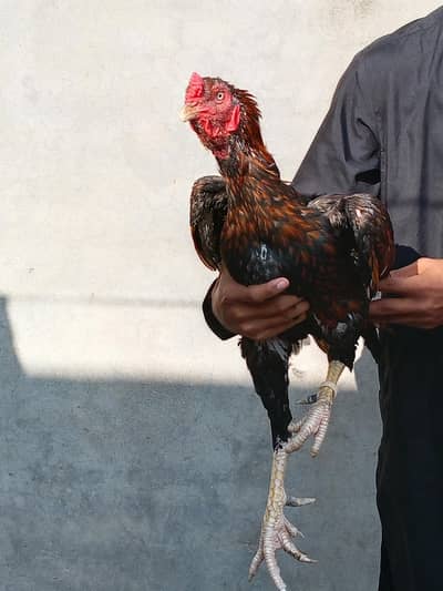 Healthy Hens for Sale