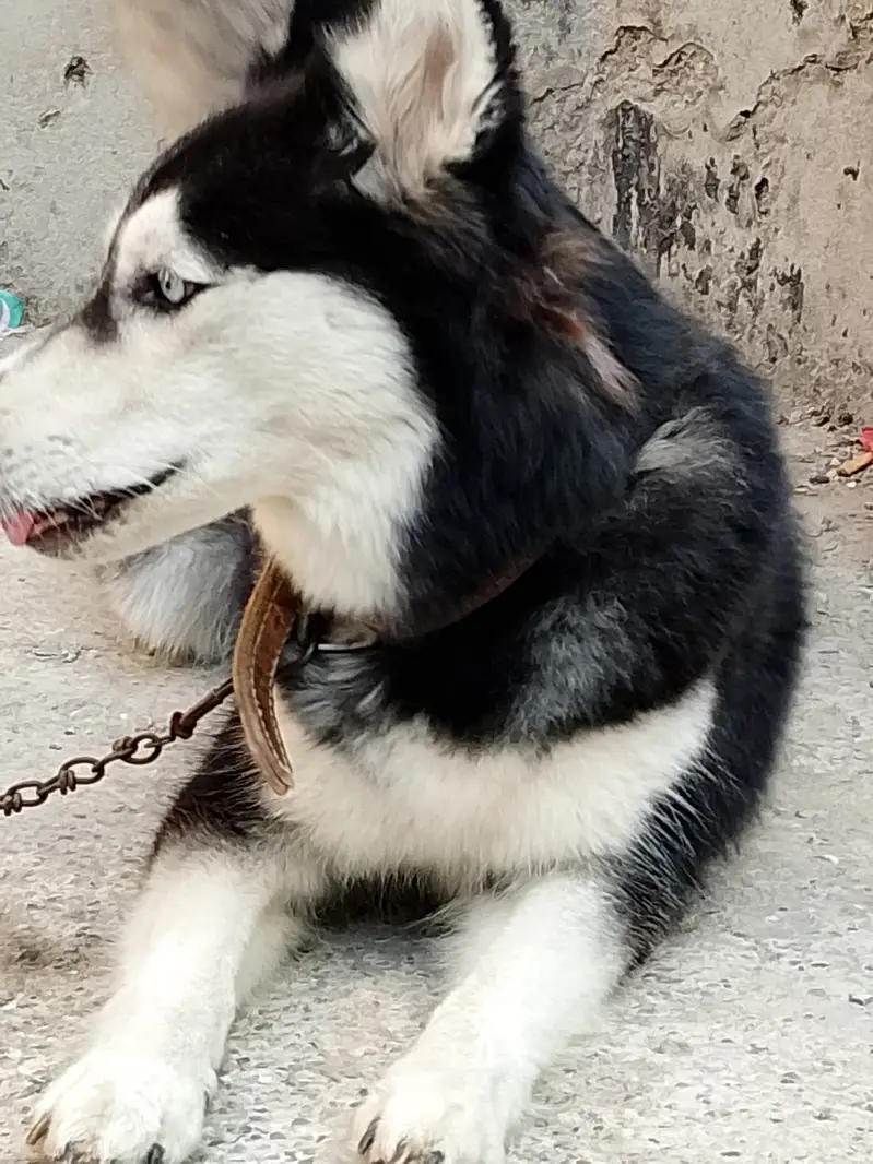 18 month age AK martaba bread ke ha or abi cross nhi ha — photo 2