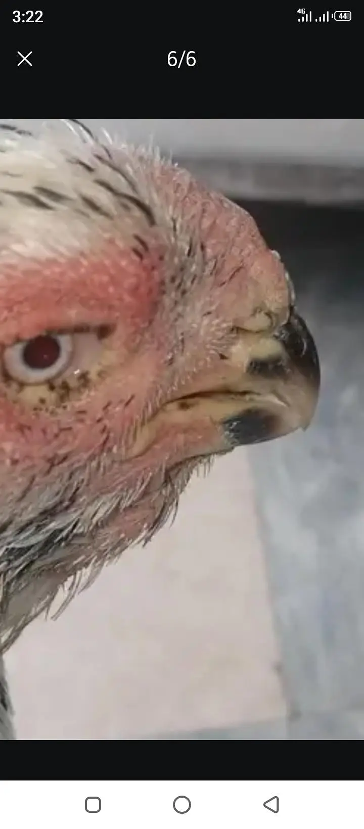 parot beak female for sale — photo 2