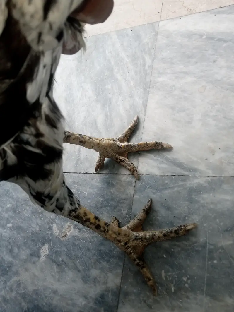 parot beak female for sale — photo 3