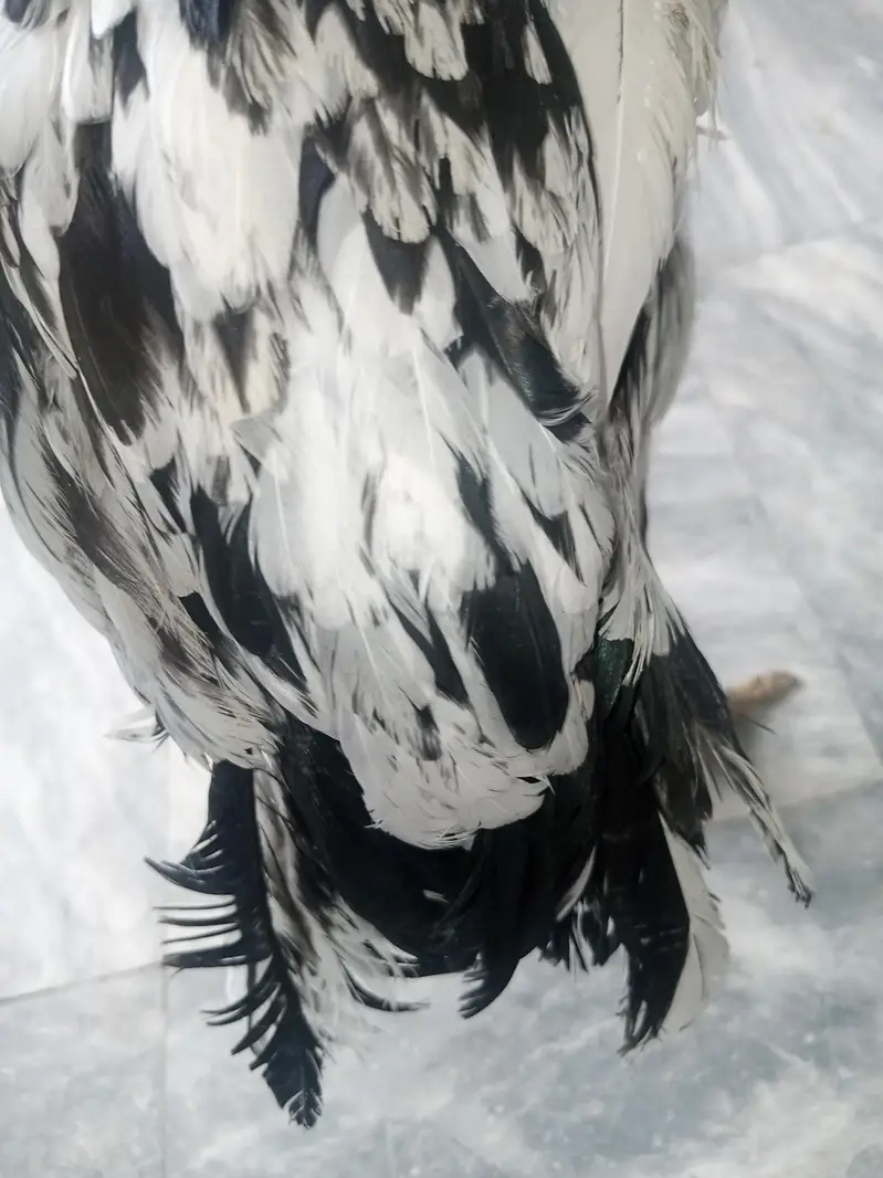 parot beak female for sale — photo 4