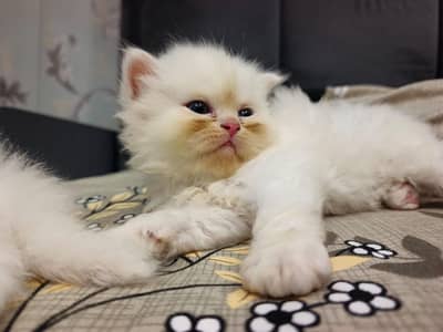 Pure persian Punch face