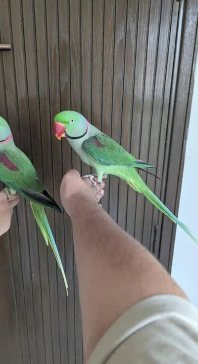 raw hand tame full taking male