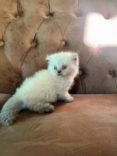 Double coat Siamese doll face