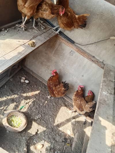 Desi golden misri hen egg king 10/10