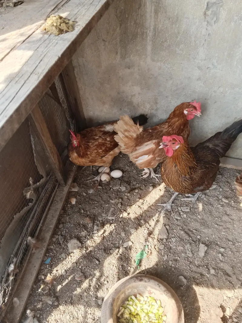 Desi golden misri hen egg king 10/10 — photo 2