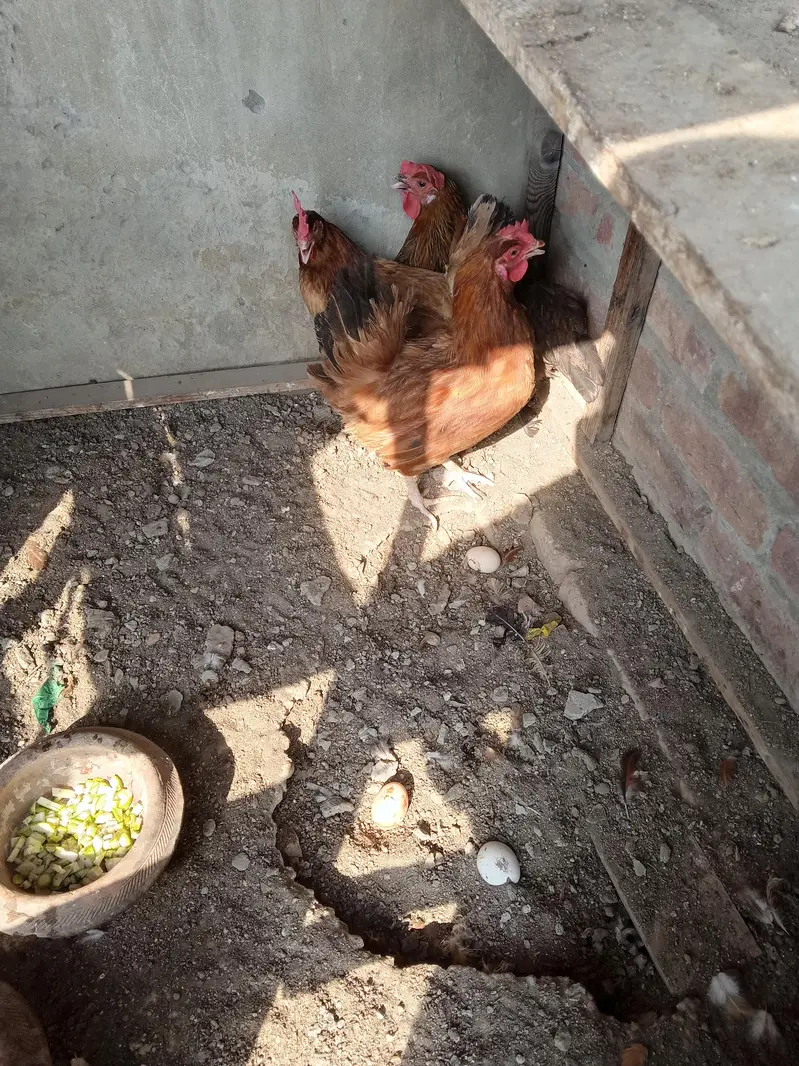 Desi golden misri hen egg king 10/10 — photo 3