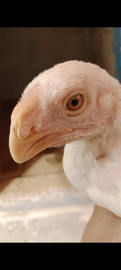parrot beak male , Heera Aseel pattha Pair,hera shamo female,misri 4ro
