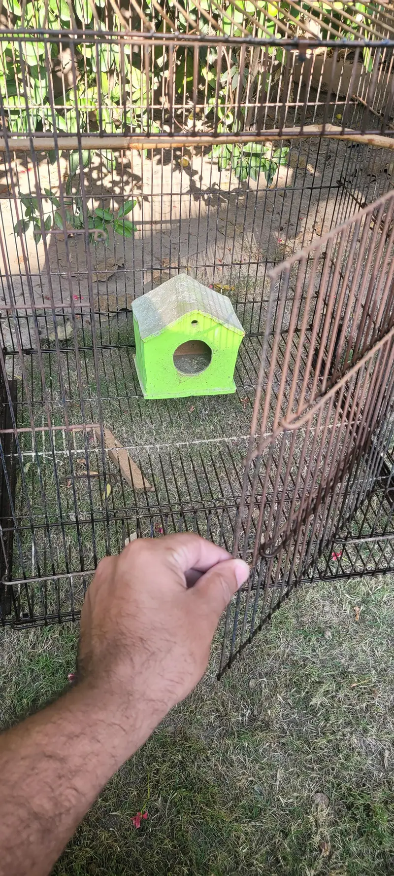 Parrots Cage - 2 x 2 (Large) — photo 4