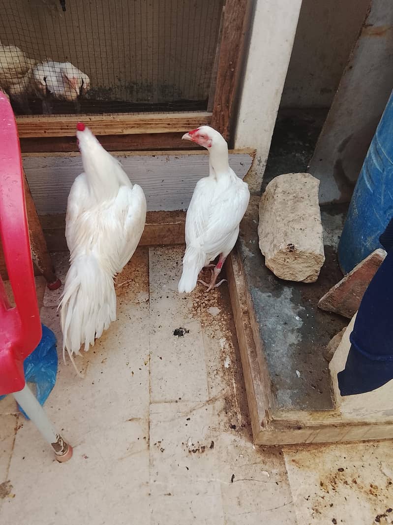 aseel pair 0