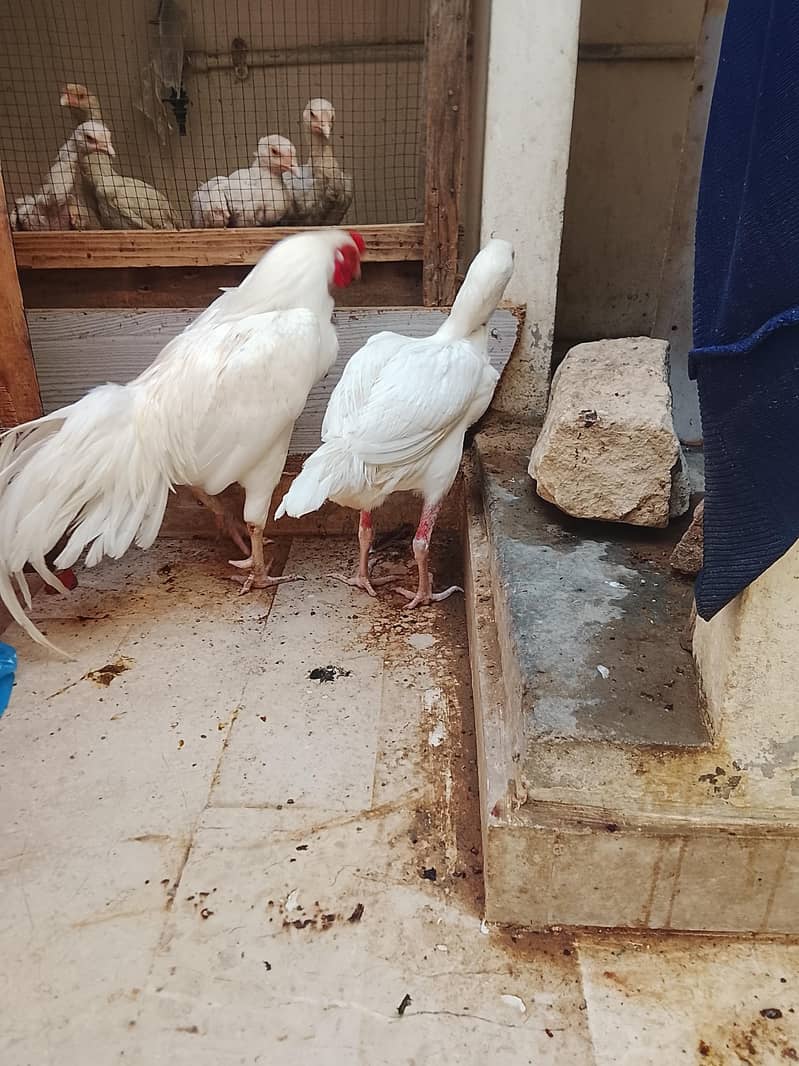 aseel pair 1