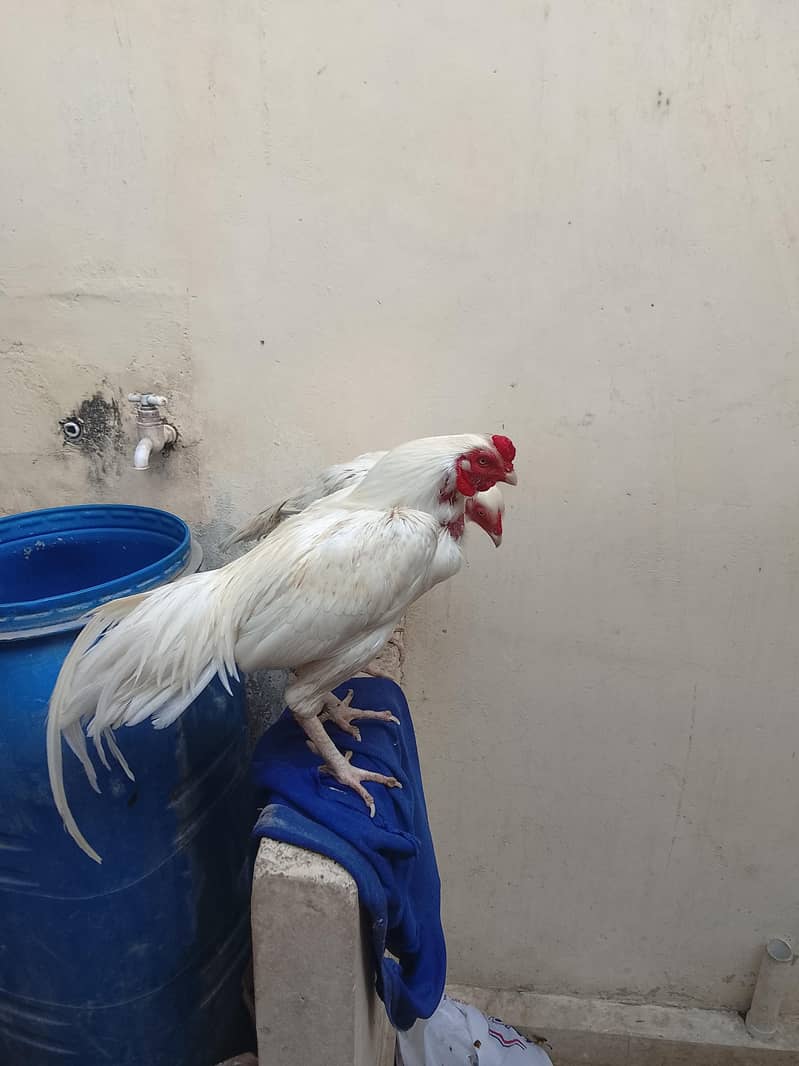 aseel pair 2