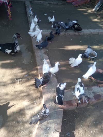 Pigeons